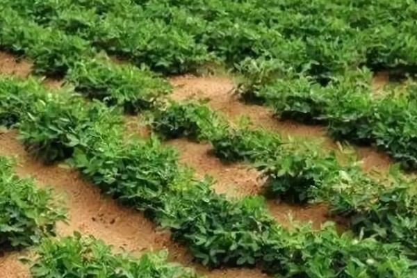 套种花生怎么管理,齐苗后要中耕