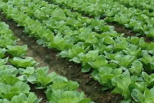 大白菜什么时候种植，早熟品种可在7-8月份播种