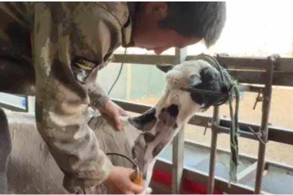 羊可以吃麦秸秆吗，羊吃麦秸秆