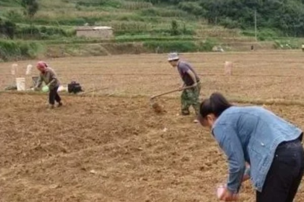 大白菜什么时候种植，早熟品种可在7-8月份播种
