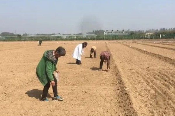 大白菜什么时候种植，早熟品种可在7-8月份播种