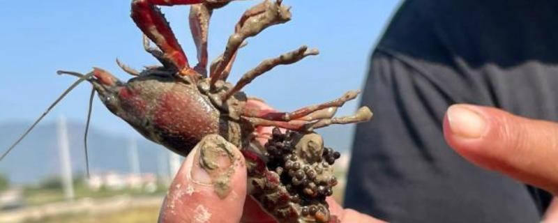 小龙虾抱籽后多久会出小虾，要经过12-25天左右