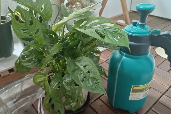 龟背竹能不能浇啤酒，浇灌后能让叶片更加碧绿