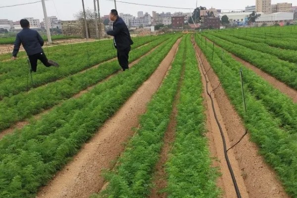 胡萝卜怎么增产,长出3-4片真叶时要追肥