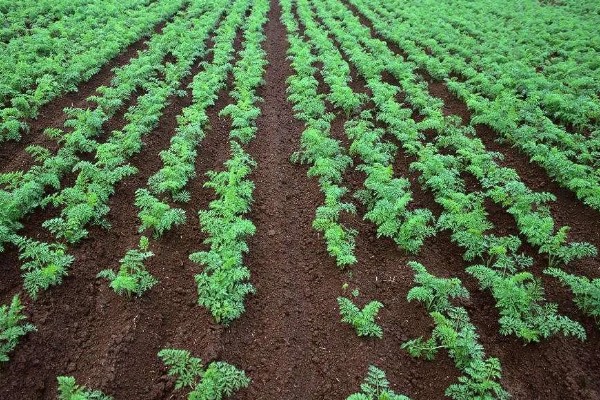 胡萝卜怎么增产,长出3-4片真叶时要追肥