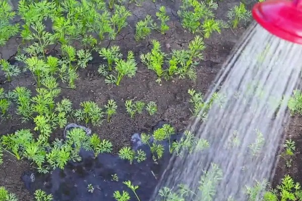 胡萝卜怎么增产,长出3-4片真叶时要追肥