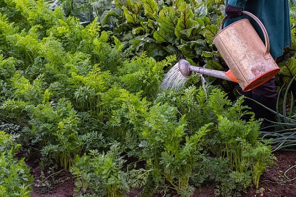 胡萝卜怎么增产,长出3-4片真叶时要追肥