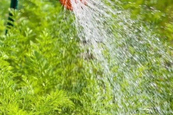 胡萝卜怎么增产,长出3-4片真叶时要追肥