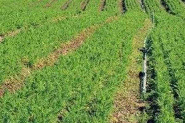 胡萝卜怎么增产,长出3-4片真叶时要追肥