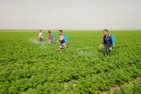 胡萝卜怎么增产,长出3-4片真叶时要追肥