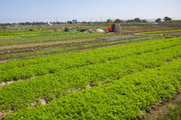 胡萝卜怎么增产,长出3-4片真叶时要追肥