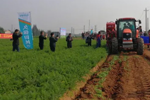 胡萝卜怎么增产,长出3-4片真叶时要追肥