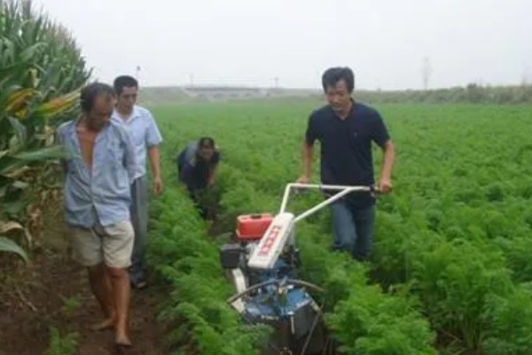 胡萝卜怎么增产,长出3-4片真叶时要追肥