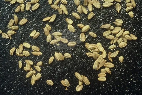 胡萝卜怎么增产,长出3-4片真叶时要追肥