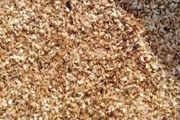 胡萝卜怎么增产,长出3-4片真叶时要追肥