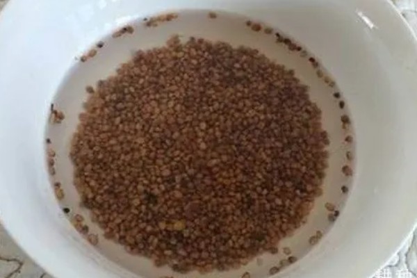 胡萝卜怎么增产,长出3-4片真叶时要追肥