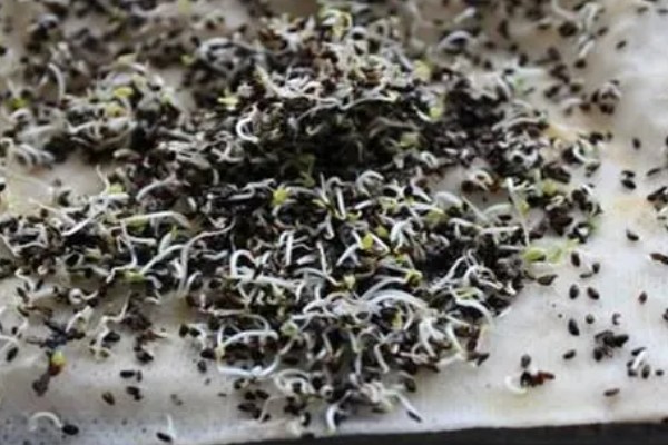 胡萝卜怎么增产,长出3-4片真叶时要追肥