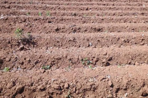 胡萝卜怎么增产,长出3-4片真叶时要追肥