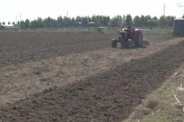 胡萝卜怎么增产,长出3-4片真叶时要追肥