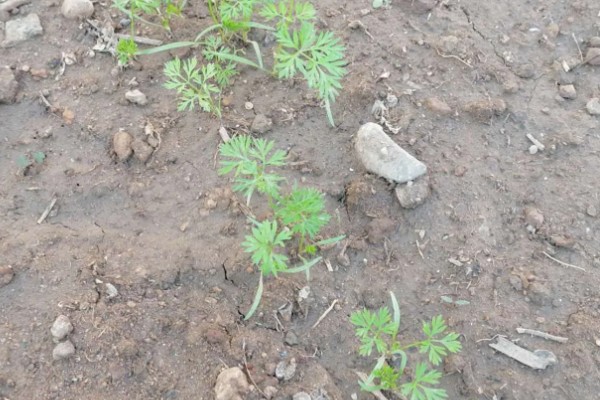 胡萝卜怎么增产,长出3-4片真叶时要追肥