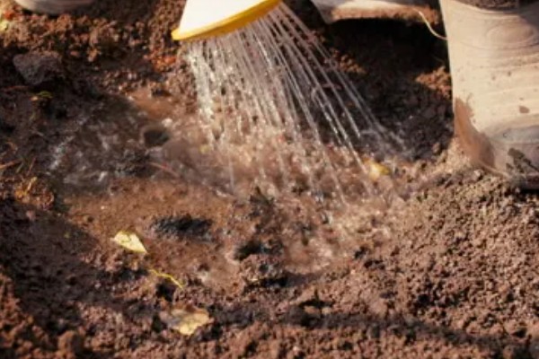 胡萝卜怎么增产,长出3-4片真叶时要追肥