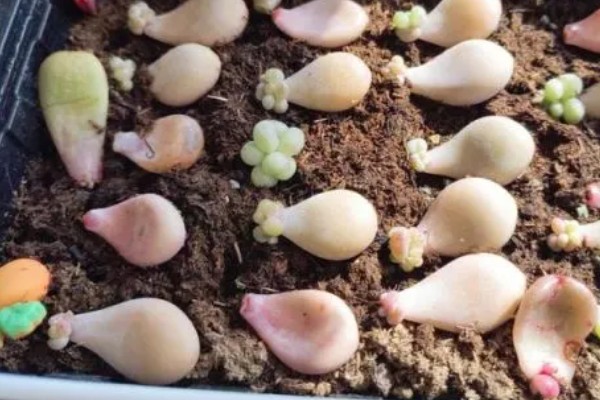 让桃蛋多肉变多头的方法，叶插繁殖容易长成多头的植株