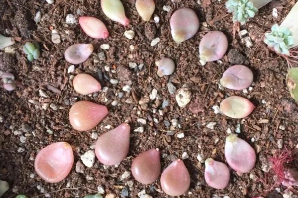 让桃蛋多肉变多头的方法，叶插繁殖容易长成多头的植株