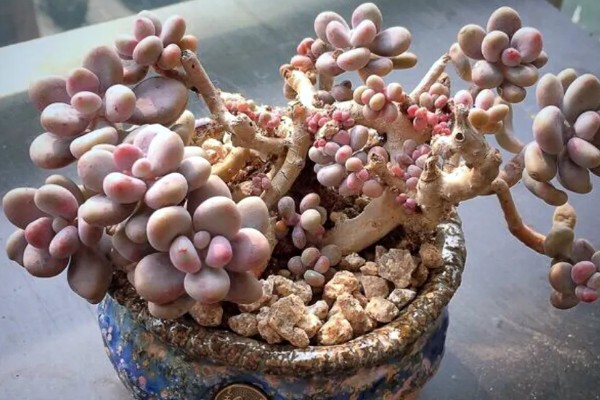 让桃蛋多肉变多头的方法，叶插繁殖容易长成多头的植株