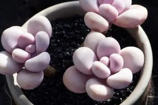 让桃蛋多肉变多头的方法，叶插繁殖容易长成多头的植株