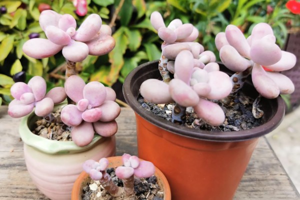 让桃蛋多肉变多头的方法，叶插繁殖容易长成多头的植株