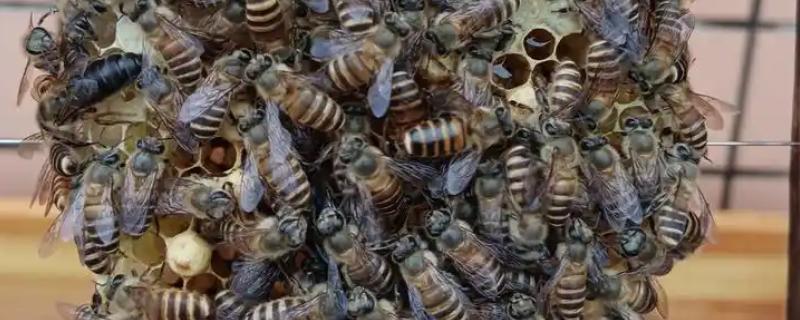 长白山蜂王还是阿坝蜂王好，要根据实际情况来综合考量