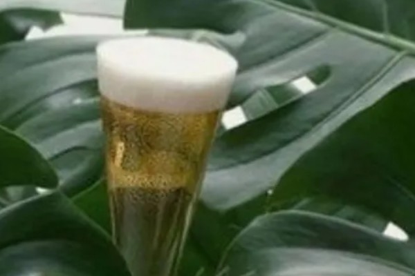龟背竹能不能浇啤酒，浇灌后能让叶片更加碧绿