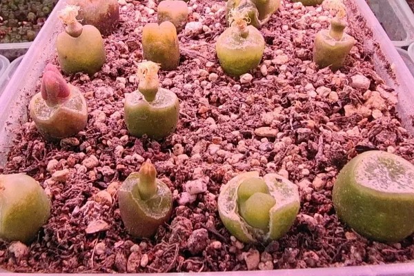 毛汉尼的养殖方法，适宜生长在疏松通气的中性沙壤土中