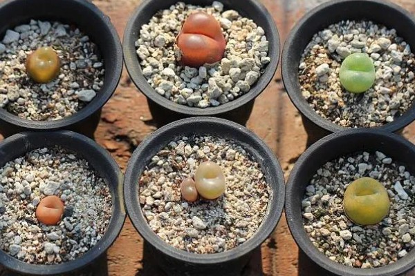 毛汉尼的养殖方法，适宜生长在疏松通气的中性沙壤土中