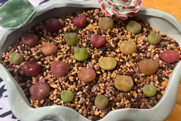 毛汉尼的养殖方法，适宜生长在疏松通气的中性沙壤土中