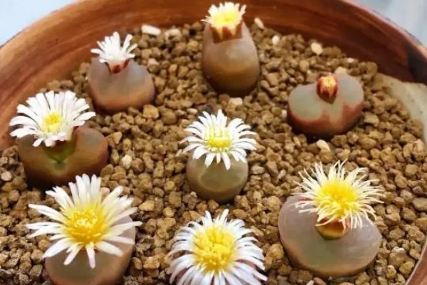 毛汉尼的养殖方法，适宜生长在疏松通气的中性沙壤土中