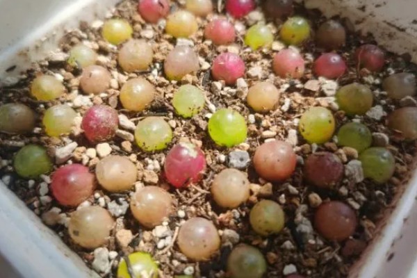 毛汉尼的养殖方法，适宜生长在疏松通气的中性沙壤土中