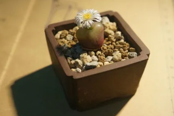 毛汉尼的养殖方法，适宜生长在疏松通气的中性沙壤土中