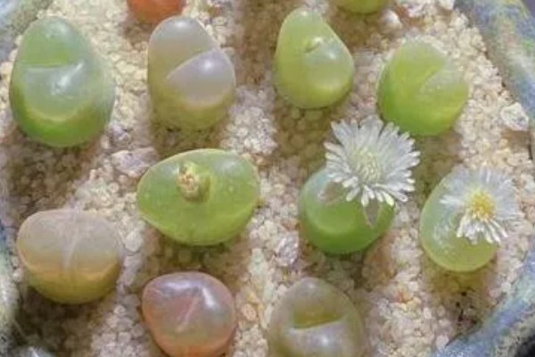 毛汉尼的养殖方法，适宜生长在疏松通气的中性沙壤土中