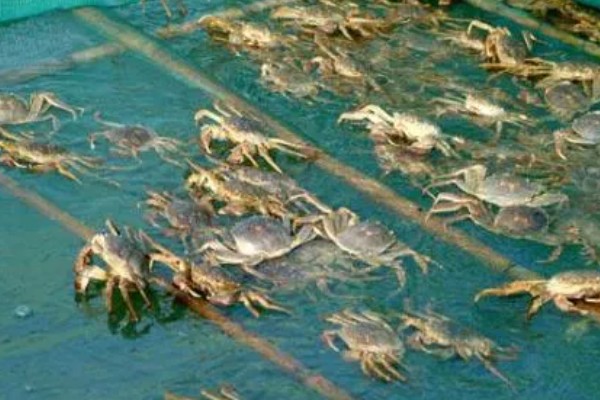 养殖螃蟹放养密度,水塘精养每亩可投放2000只