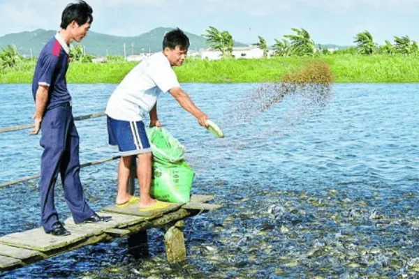 养殖螃蟹放养密度,水塘精养每亩可投放2000只