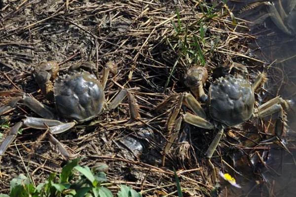 养殖螃蟹放养密度,水塘精养每亩可投放2000只