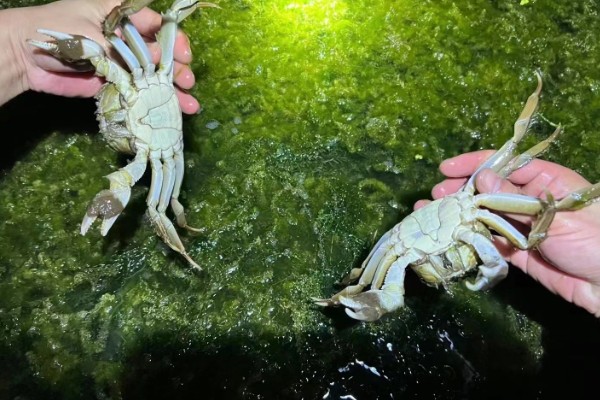 养殖螃蟹放养密度,水塘精养每亩可投放2000只