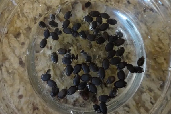 地瓜怎么种植，每穴播种1-2粒