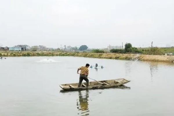 养殖螃蟹放养密度,水塘精养每亩可投放2000只