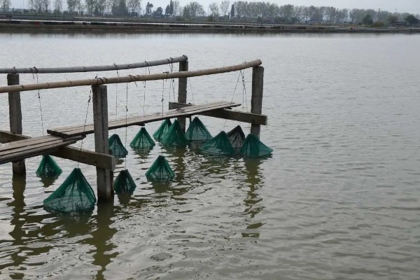 养殖螃蟹放养密度,水塘精养每亩可投放2000只