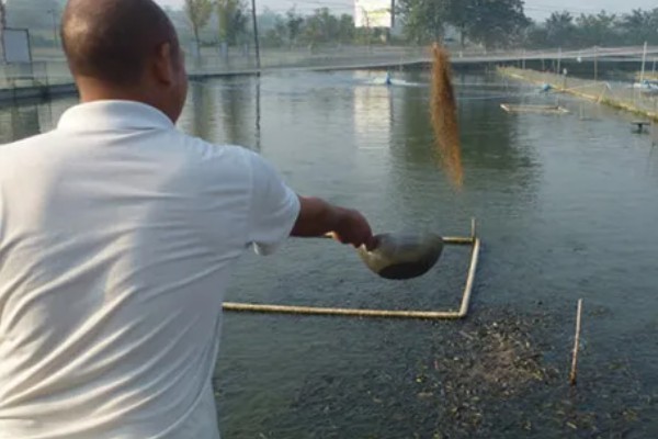 养殖螃蟹放养密度,水塘精养每亩可投放2000只