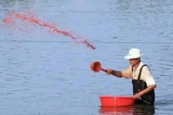 养殖螃蟹放养密度,水塘精养每亩可投放2000只