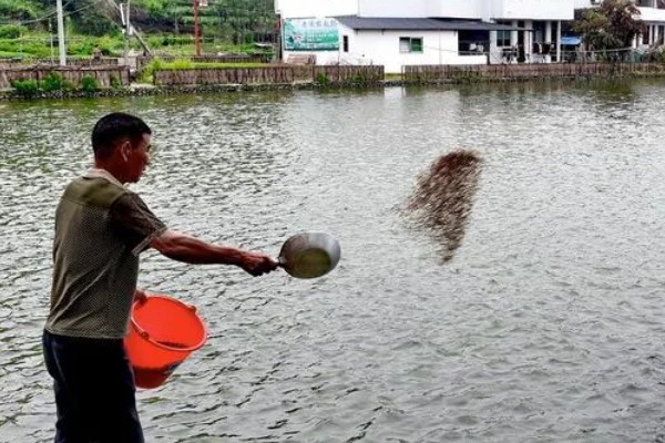 养殖螃蟹放养密度,水塘精养每亩可投放2000只