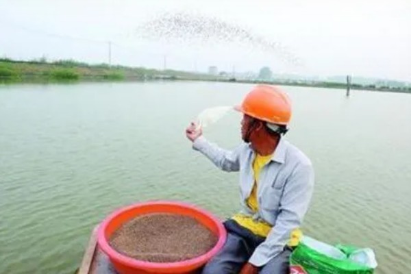 养殖螃蟹放养密度,水塘精养每亩可投放2000只